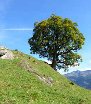 【在线安装】便捷的手机号轰在线网页版入口